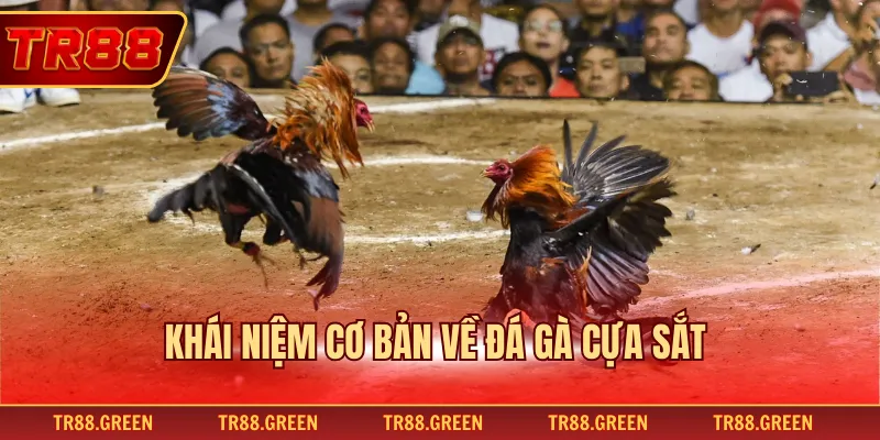 Khái niệm cơ bản về đá gà cựa sắt 